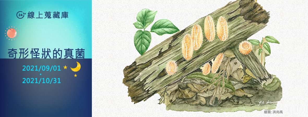 The Weird Fungi