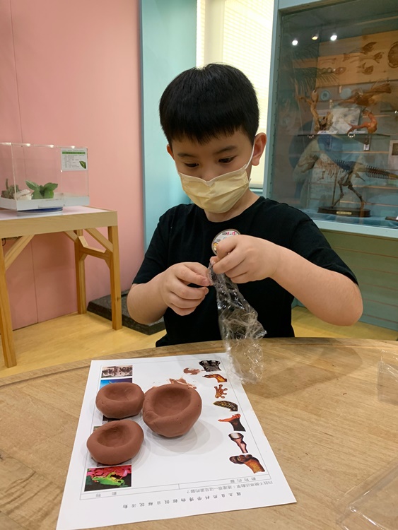 3/19 幼兒園週間親子科學活動：鳥兒的家-圖片4