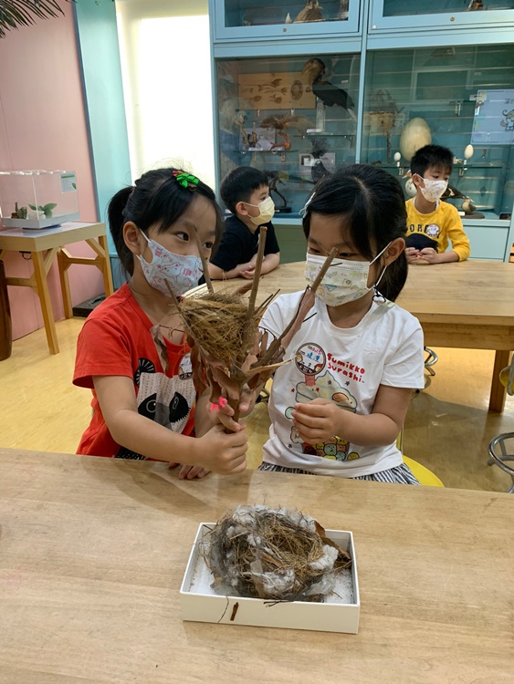 3/19 幼兒園週間親子科學活動：鳥兒的家-圖片71