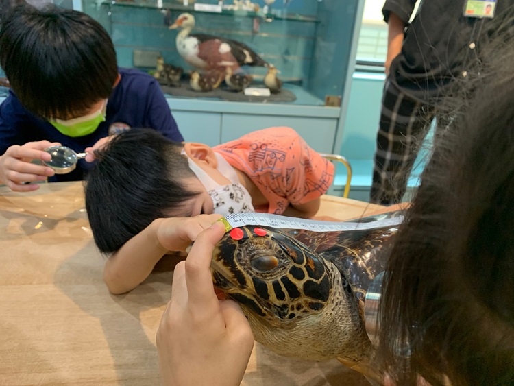 幼兒園：小海龜的超級任務(7/26-27)-圖片115