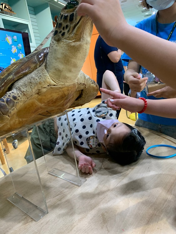 幼兒園：小海龜的超級任務(8/9-10)-圖片2