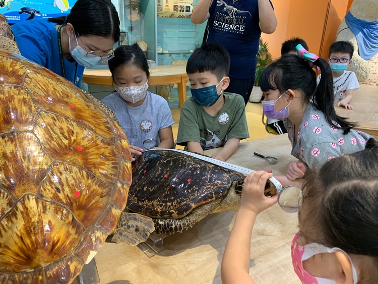 幼兒園：小海龜的超級任務(8/9-10)-圖片35
