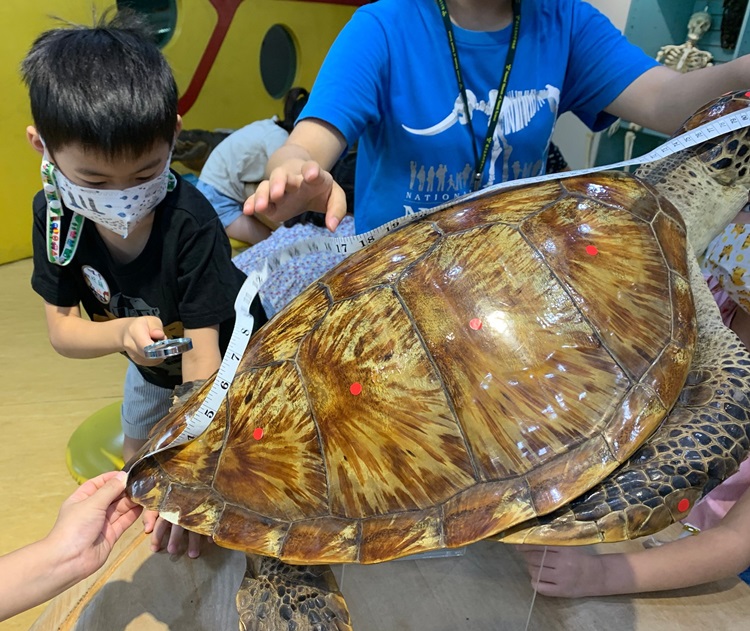 幼兒園：小海龜的超級任務(8/9-10)-圖片50