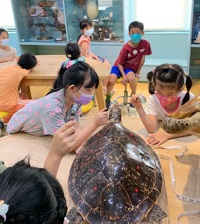 幼兒園：小海龜的超級任務(8/9-10)-圖片54