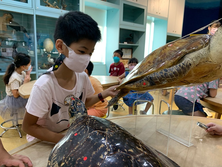 幼兒園：小海龜的超級任務(8/9-10)-圖片68