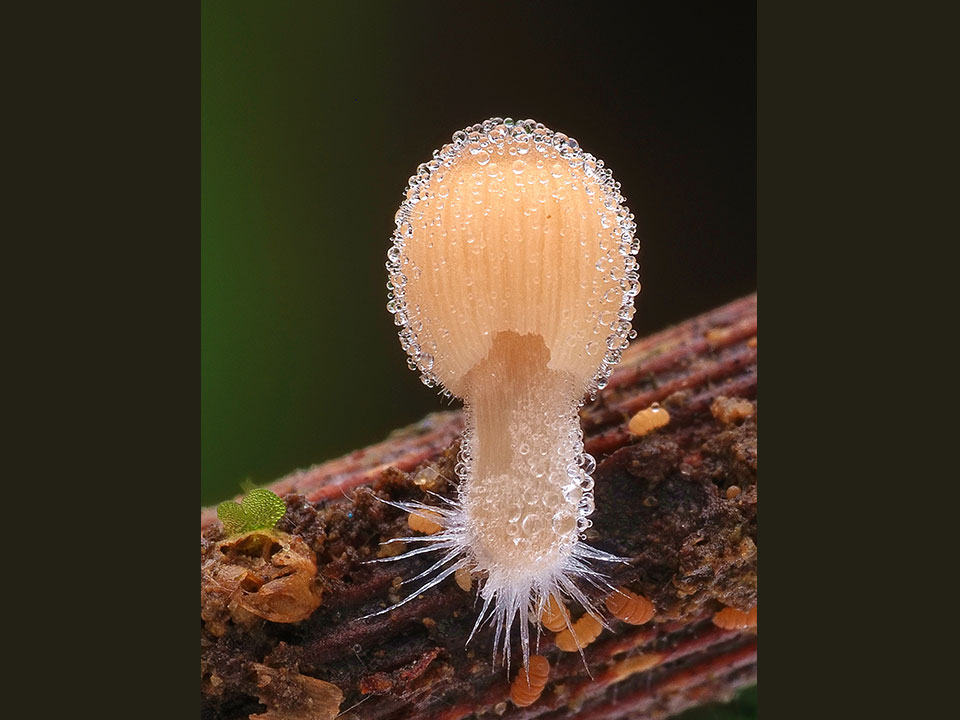 不菇單的雨季