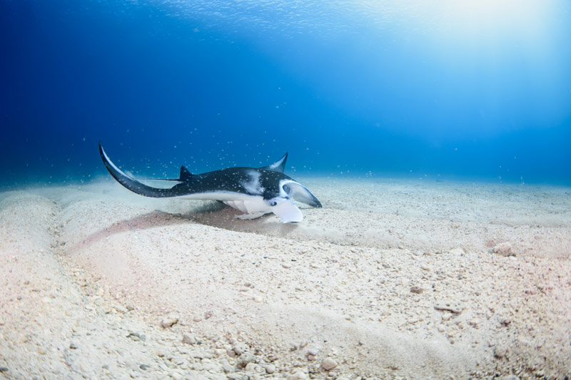 浮游生物吸塵器