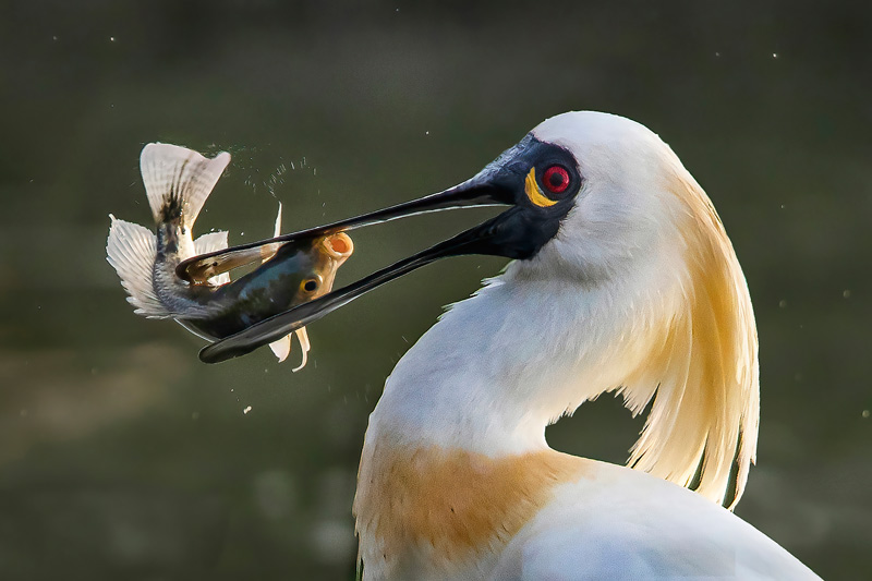 金毛獅王獵食秀