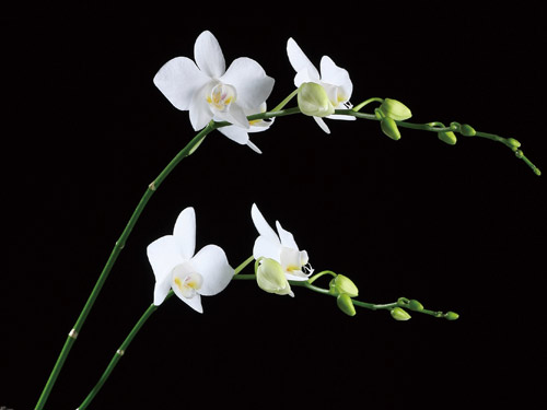 42. 臺灣白花蝴蝶蘭