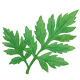 植物學標本