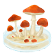 真菌菌種標本
