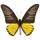昆蟲